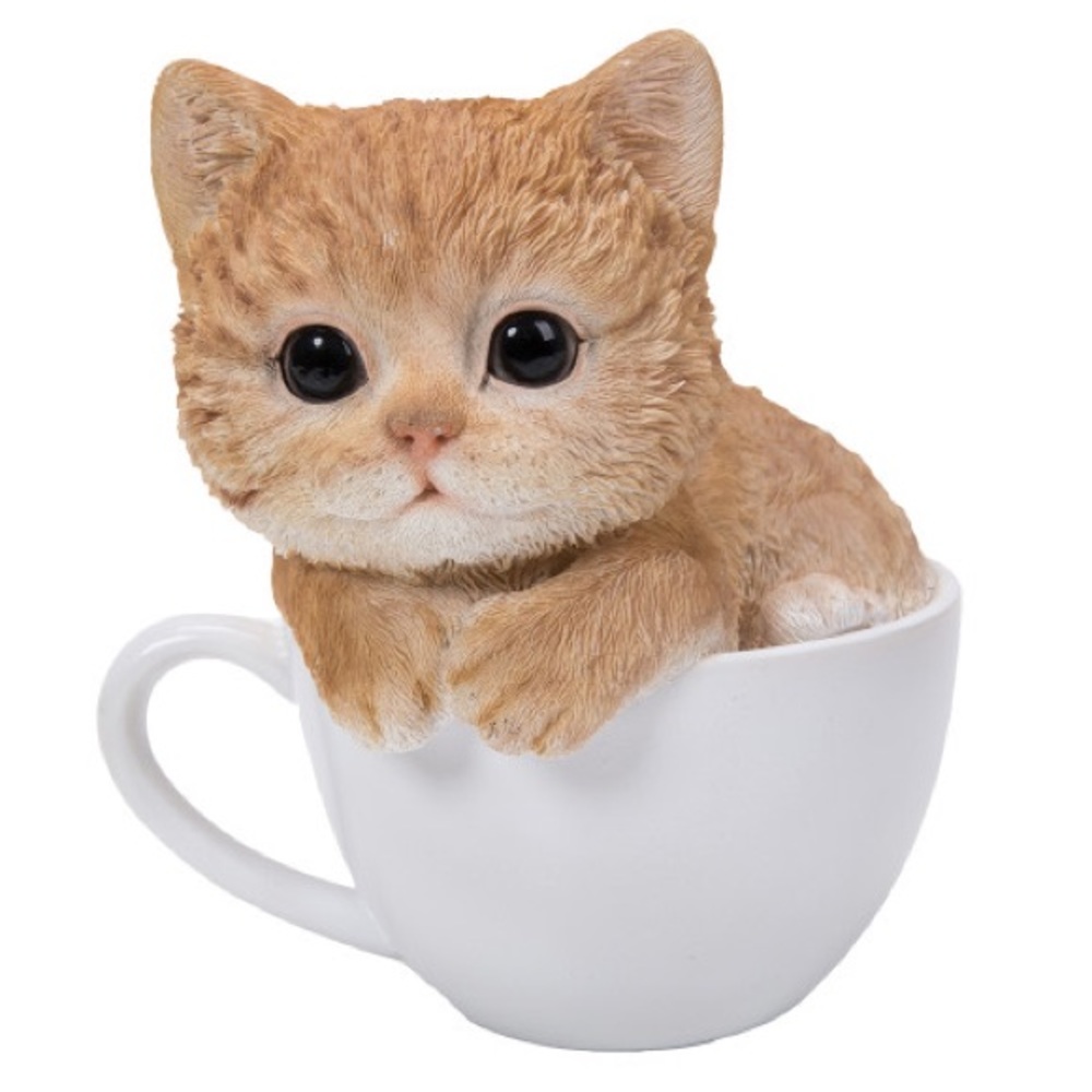 🆕🏬🐈⬛AUCTION PRICE TEACUP TABBY KITTEN👩🏻⚖️